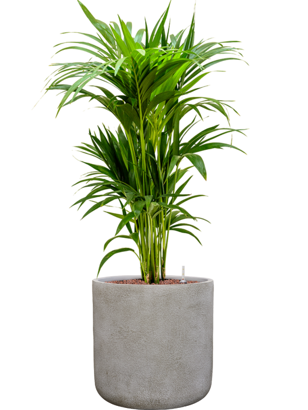 Kentia (Howea) forsteriana en Antwerp, Private label
