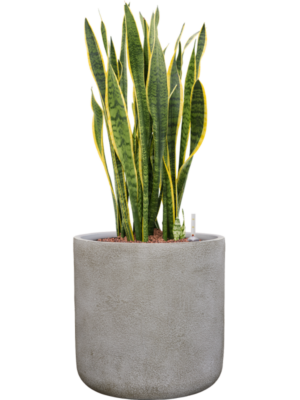 Sansevieria trifasciata 'Laurentii' en Antwerp
