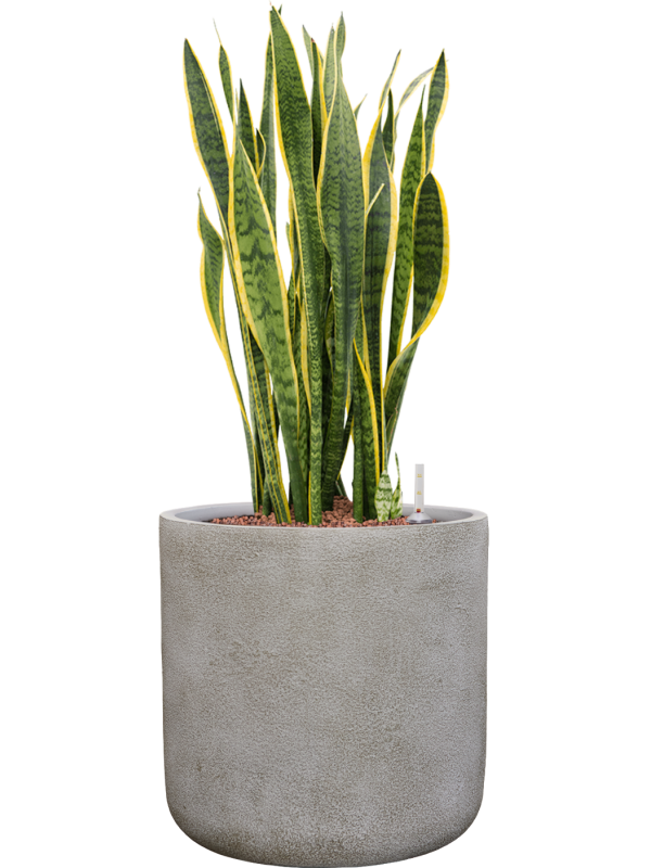 Sansevieria trifasciata 'Laurentii' en Antwerp, Private label