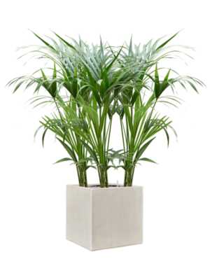Kentia (Howea) forsteriana en Antwerp