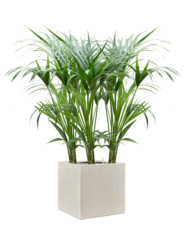 Kentia (Howea) forsteriana en Antwerp, Private label