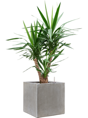 Yucca elephantipes en Antwerp