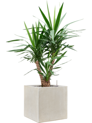 Yucca elephantipes en Antwerp