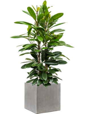 Ficus cyathistipula en Antwerp
