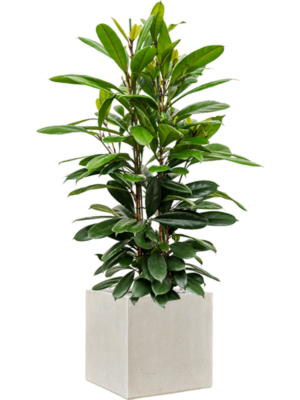 Ficus cyathistipula en Antwerp