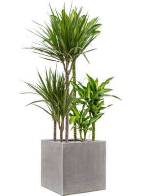 Mélange de plantes en Antwerp
