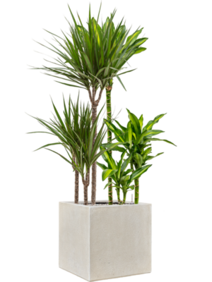 Mélange de plantes en Antwerp