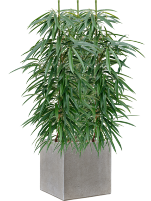 Ficus binnendijkii 'Alii' en Antwerp