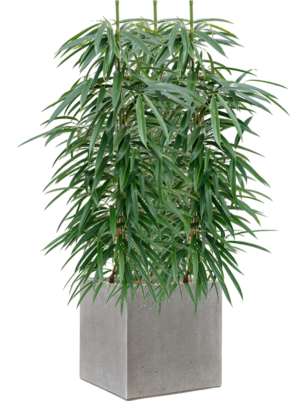 Ficus binnendijkii 'Alii' en Antwerp, Private label