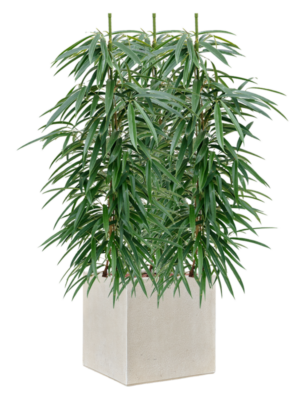 Ficus binnendijkii 'Alii' en Antwerp