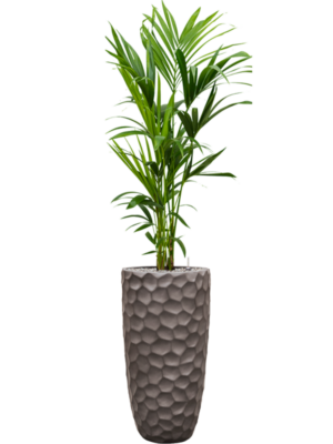 Kentia (Howea) forsteriana en Baq Tortuga