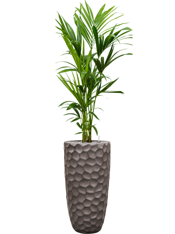 Kentia (Howea) forsteriana en Baq Tortuga