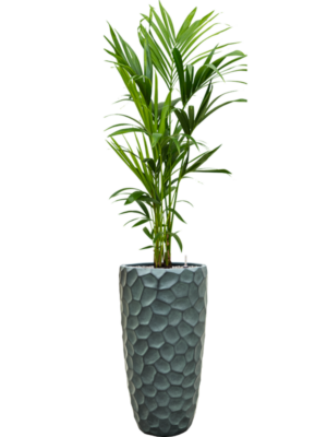 Kentia (Howea) forsteriana en Baq Tortuga