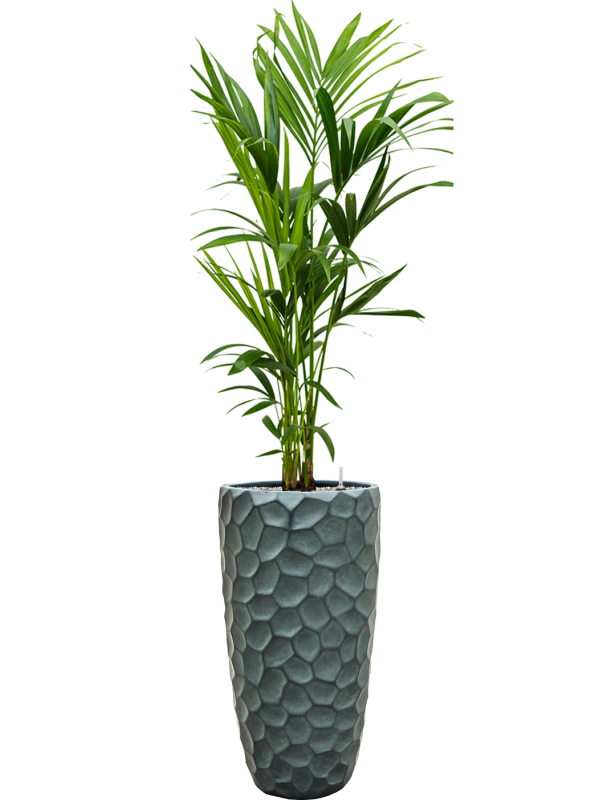 Kentia (Howea) forsteriana en Baq Tortuga