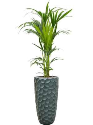 Kentia (Howea) forsteriana en Baq Tortuga