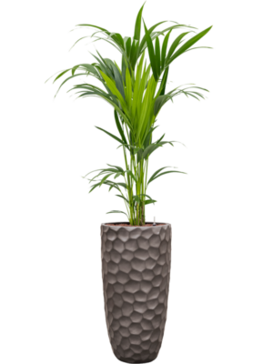 Kentia (Howea) forsteriana en Baq Tortuga