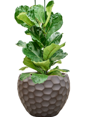 Ficus lyrata en Baq Tortuga