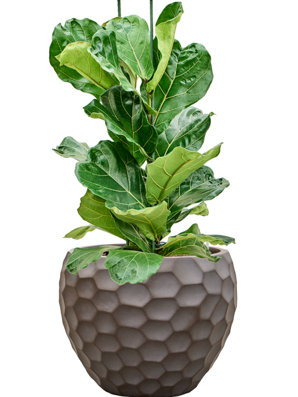 Ficus lyrata en Baq Tortuga
