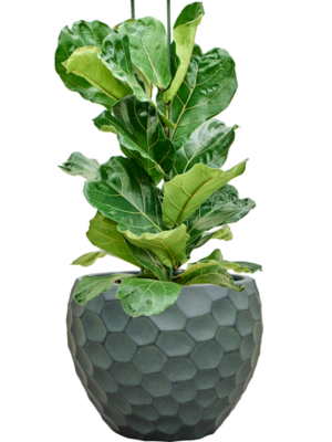 Ficus lyrata en Baq Tortuga