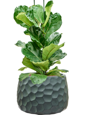 Ficus lyrata en Baq Tortuga