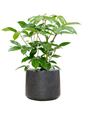 Schefflera actinophylla 'Amate' en Baq Terrazzo