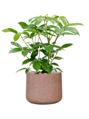 Schefflera actinophylla 'Amate' en Baq Terrazzo