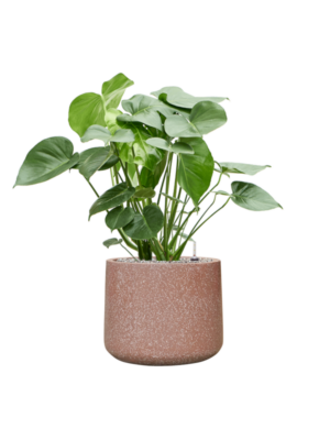 Monstera deliciosa en Baq Terrazzo