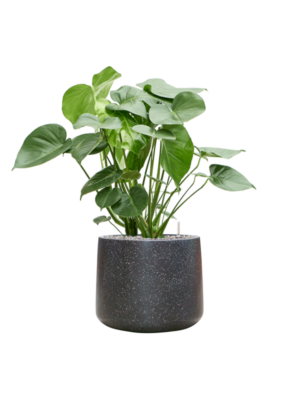 Monstera deliciosa en Baq Terrazzo