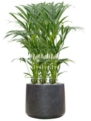 Kentia (Howea) forsteriana en Baq Terrazzo