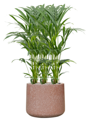 Kentia (Howea) forsteriana en Baq Terrazzo