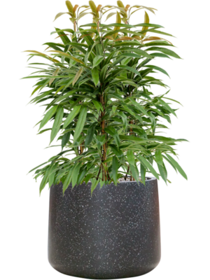 Ficus binnendijkii 'Amstel King' en Baq Terrazzo