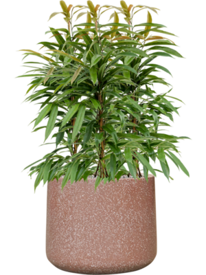 Ficus binnendijkii 'Amstel King' en Baq Terrazzo