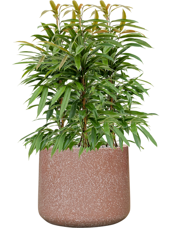 Ficus binnendijkii 'Amstel King' en Baq Terrazzo