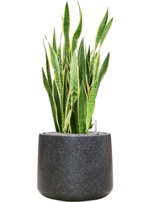 Sansevieria trifasciata 'Laurentii' en Baq Terrazzo