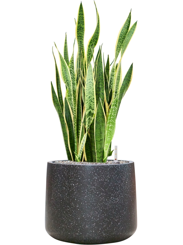 Sansevieria trifasciata 'Laurentii' en Baq Terrazzo