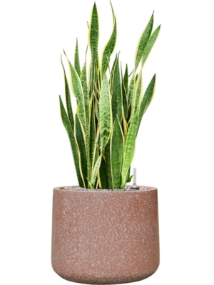 Sansevieria trifasciata 'Laurentii' en Baq Terrazzo