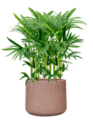 Kentia (Howea) forsteriana en Baq Terrazzo