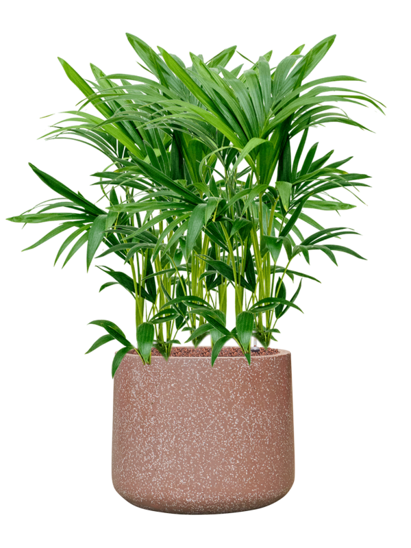 Kentia (Howea) forsteriana en Baq Terrazzo