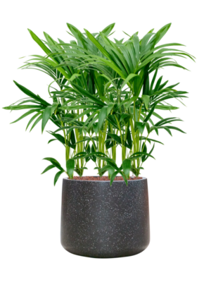Kentia (Howea) forsteriana en Baq Terrazzo