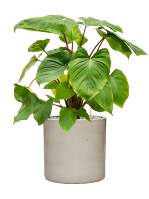 Homalomena rubescens 'Maggy en Cylinder