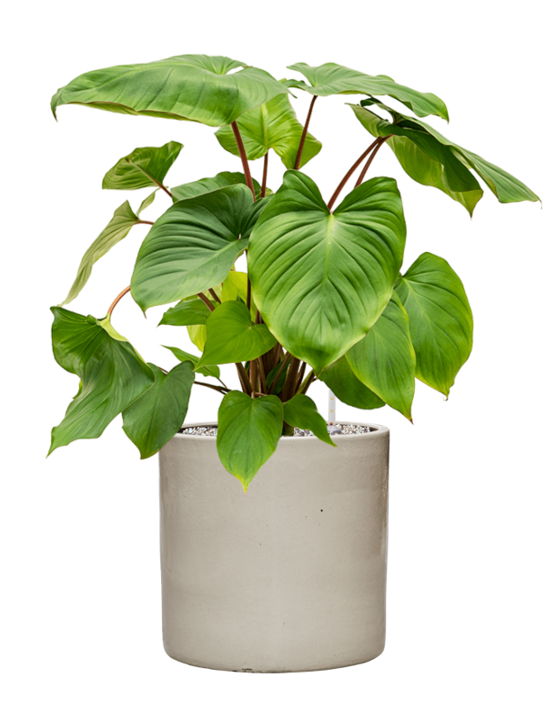 Homalomena rubescens 'Maggy en Cylinder, Ter Steege