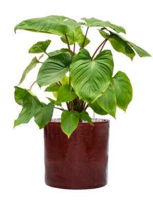 Homalomena rubescens 'Maggy en Cylinder