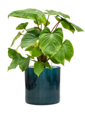 Homalomena rubescens 'Maggy en Cylinder