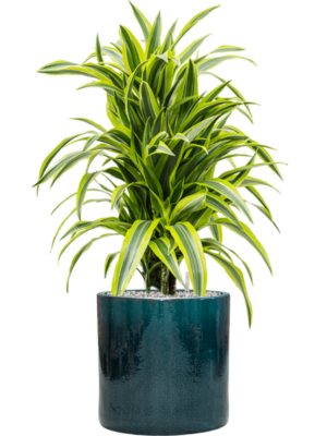 Dracaena fragrans 'Lemon Lime' en Cylinder