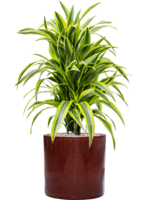 Dracaena fragrans 'Lemon Lime' en Cylinder