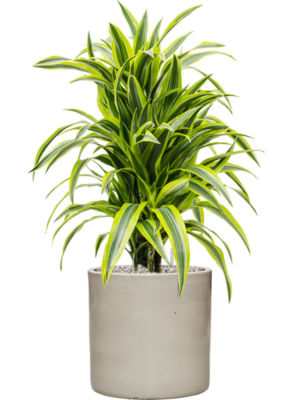 Dracaena fragrans 'Lemon Lime' en Cylinder