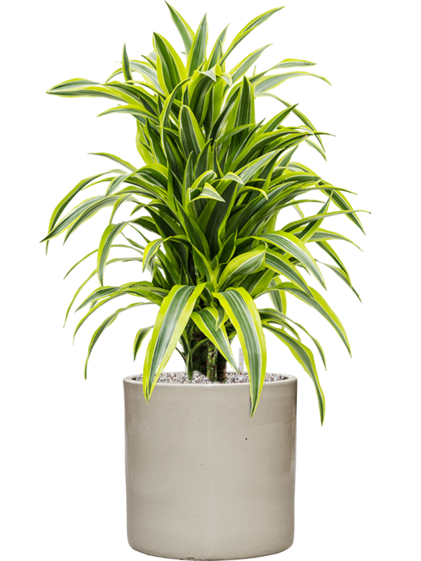 Dracaena fragrans 'Lemon Lime' en Cylinder, Ter Steege