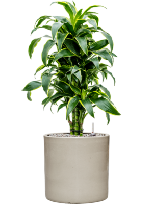 Dracaena fragrans 'Dorado' en Cylinder