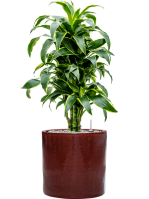 Dracaena fragrans 'Dorado' en Cylinder