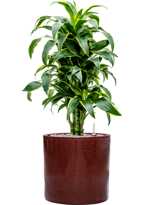 Dracaena fragrans 'Dorado' en Cylinder, Ter Steege